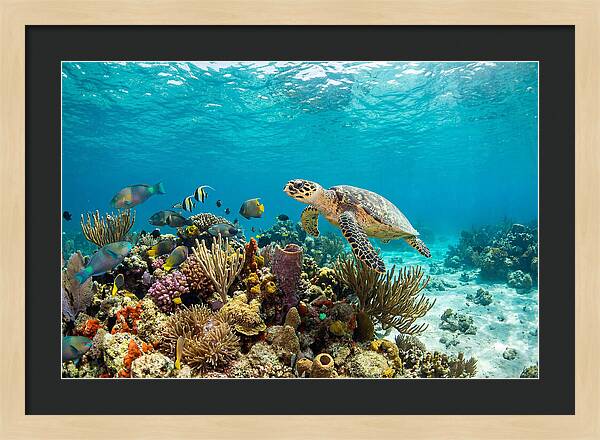 Hawksbill Sea Turtle Serenity