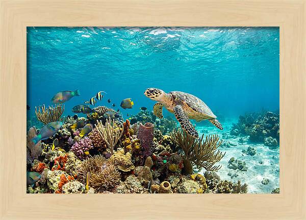 Hawksbill Sea Turtle Serenity