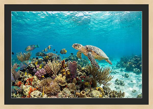 Hawksbill Sea Turtle Serenity
