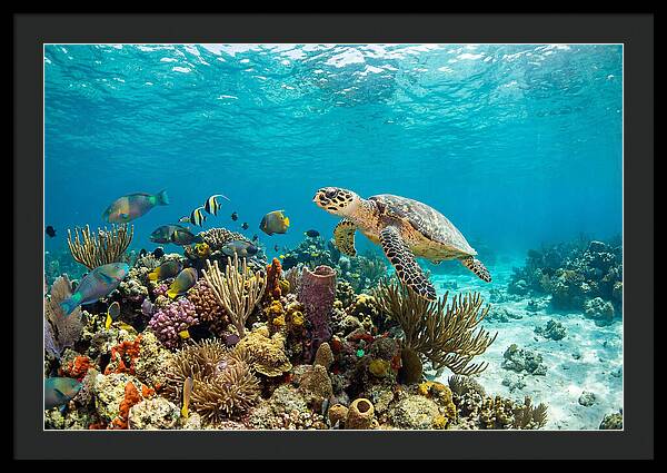 Hawksbill Sea Turtle Serenity