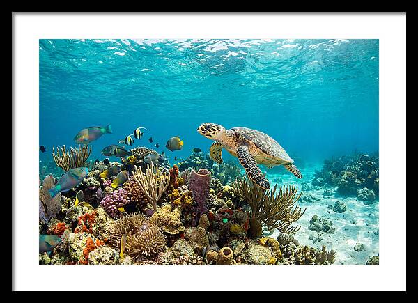Hawksbill Sea Turtle Serenity