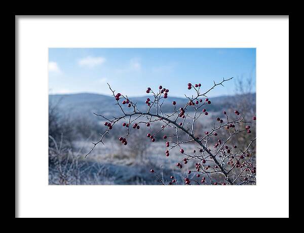 Hawthorn Berries On Thorny Branch