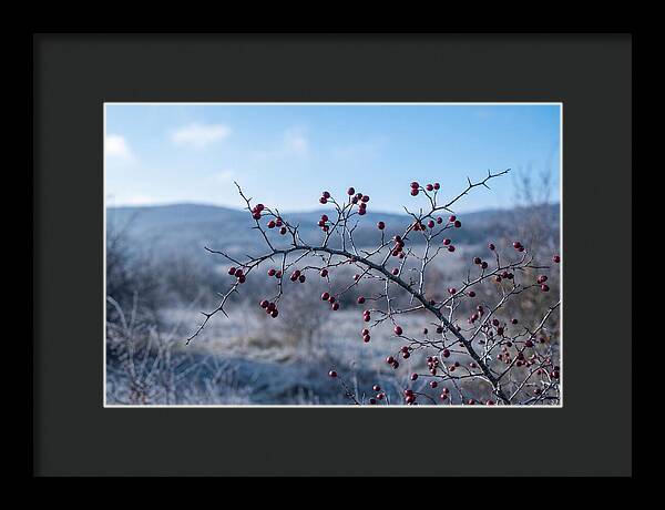 Hawthorn Berries On Thorny Branch