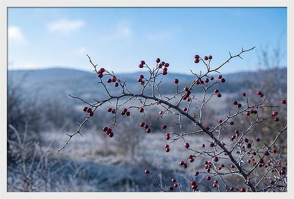 Hawthorn Berries On Thorny Branch
