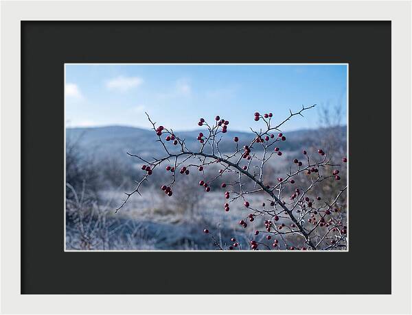 Hawthorn Berries On Thorny Branch