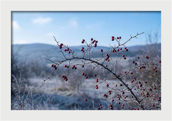 Hawthorn Berries On Thorny Branch