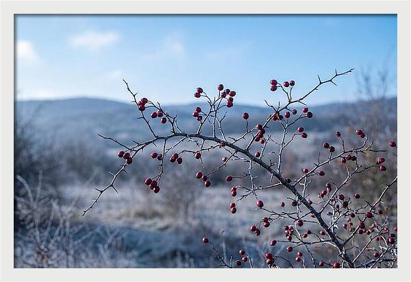 Hawthorn Berries On Thorny Branch
