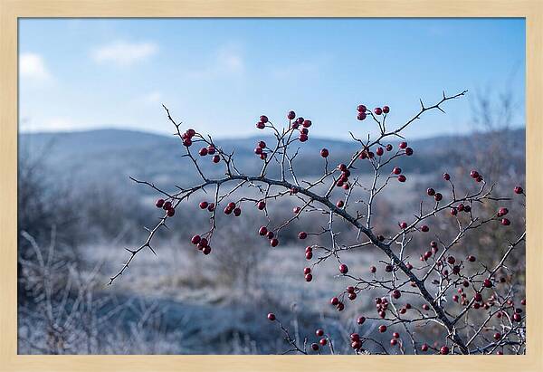 Hawthorn Berries On Thorny Branch