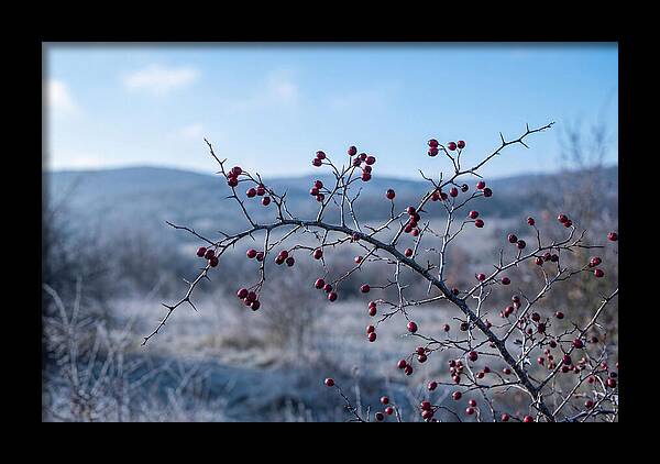 Hawthorn Berries On Thorny Branch