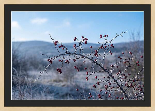 Hawthorn Berries On Thorny Branch