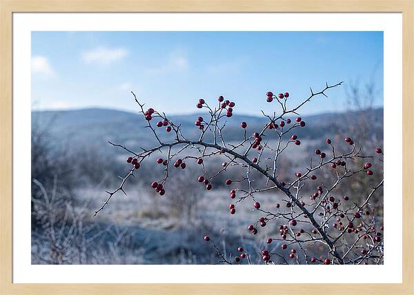 Hawthorn Berries On Thorny Branch