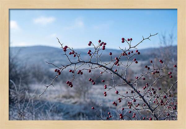 Hawthorn Berries On Thorny Branch