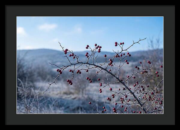 Hawthorn Berries On Thorny Branch