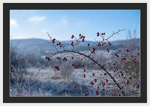 Hawthorn Berries On Thorny Branch