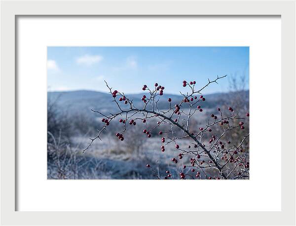 Hawthorn Berries On Thorny Branch