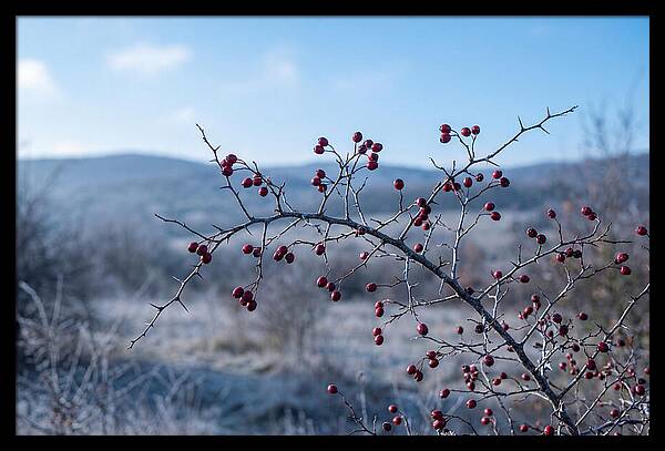 Hawthorn Berries On Thorny Branch