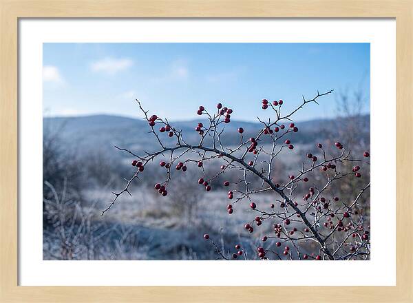 Hawthorn Berries On Thorny Branch