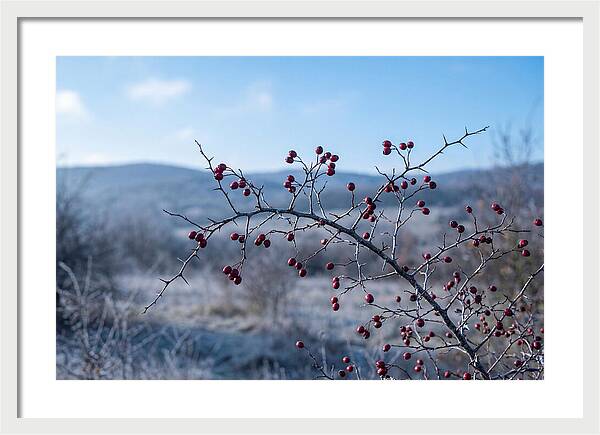 Hawthorn Berries On Thorny Branch