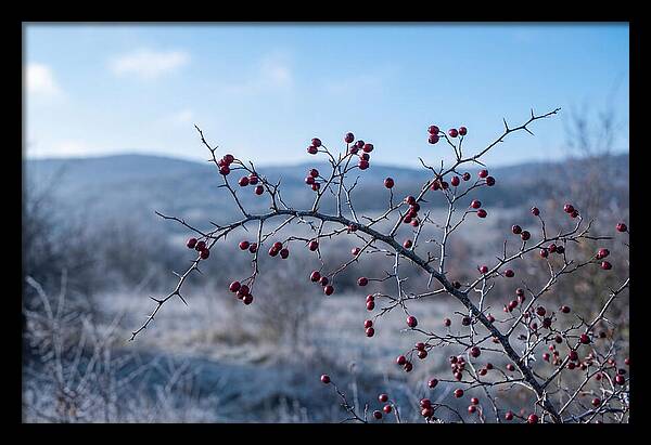 Hawthorn Berries On Thorny Branch