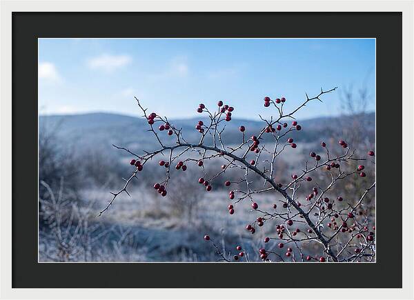 Hawthorn Berries On Thorny Branch