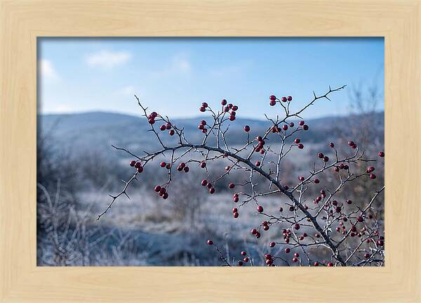 Hawthorn Berries On Thorny Branch