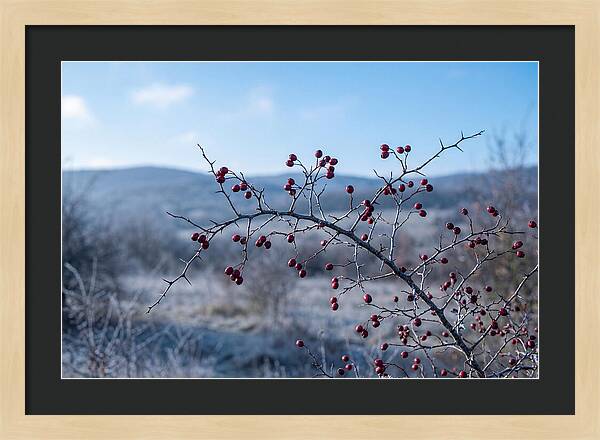 Hawthorn Berries On Thorny Branch