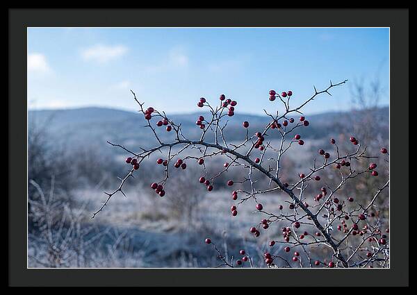 Hawthorn Berries On Thorny Branch