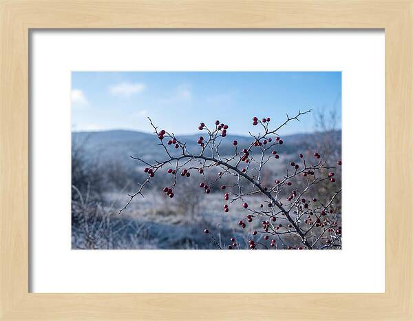 Hawthorn Berries On Thorny Branch