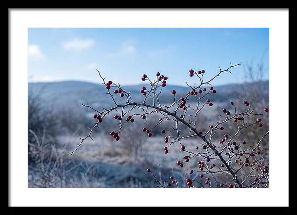 Hawthorn Berries On Thorny Branch