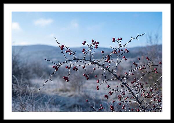 Hawthorn Berries On Thorny Branch