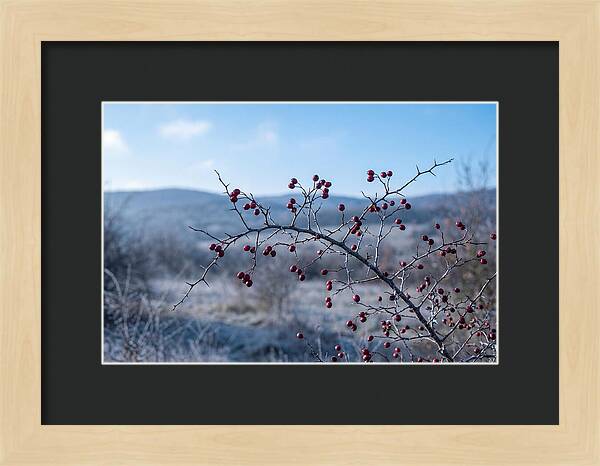 Hawthorn Berries On Thorny Branch