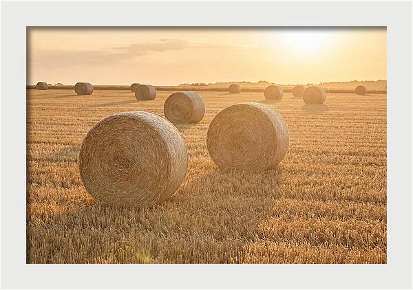 Hay Bales At Sunset