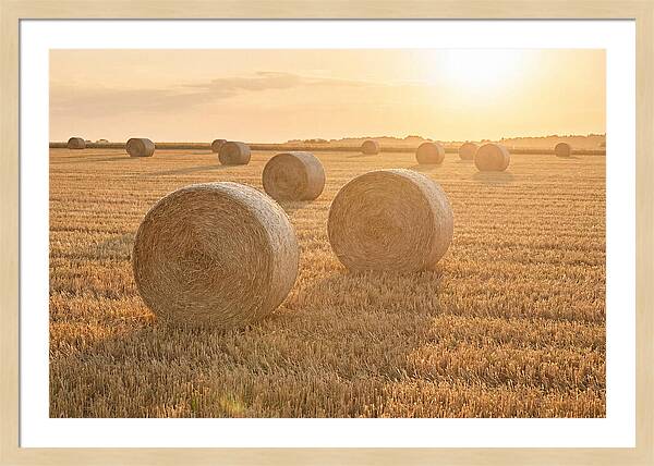 Hay Bales At Sunset