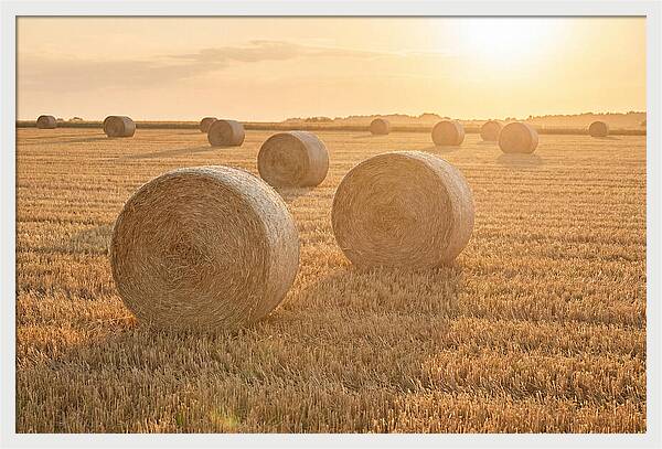 Hay Bales At Sunset