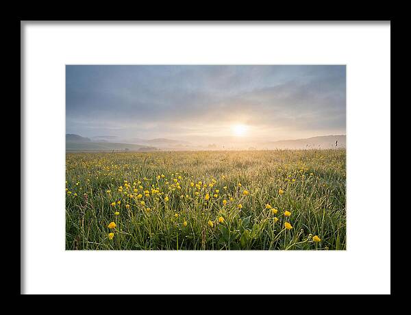 Hay Meadow With Buttercups