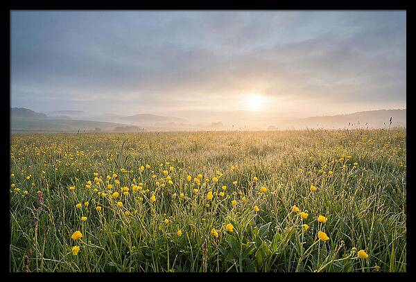 Hay Meadow With Buttercups
