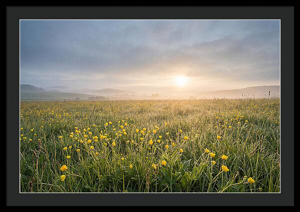 Hay Meadow With Buttercups