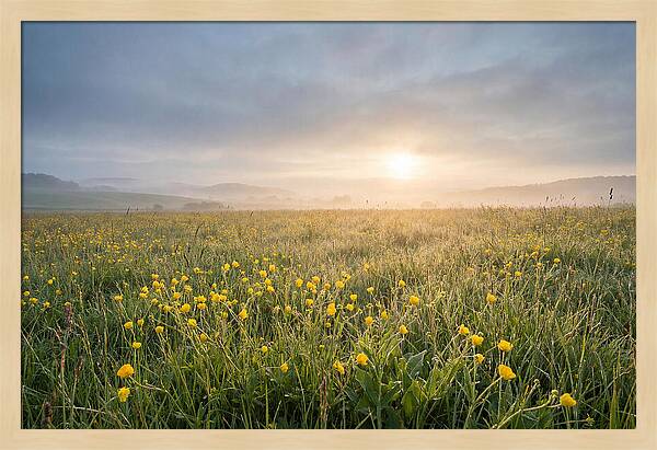 Hay Meadow With Buttercups