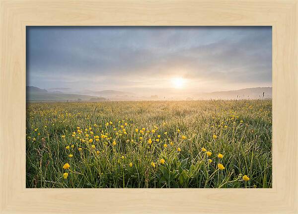 Hay Meadow With Buttercups