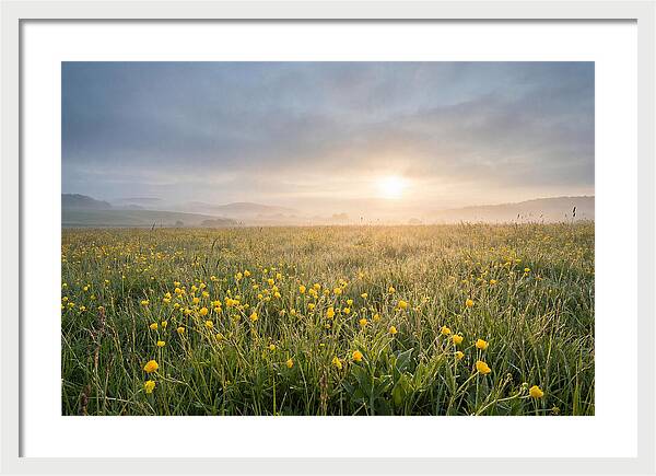 Hay Meadow With Buttercups