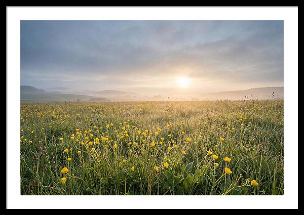 Hay Meadow With Buttercups