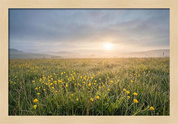 Hay Meadow With Buttercups