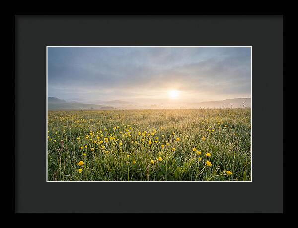 Hay Meadow With Buttercups