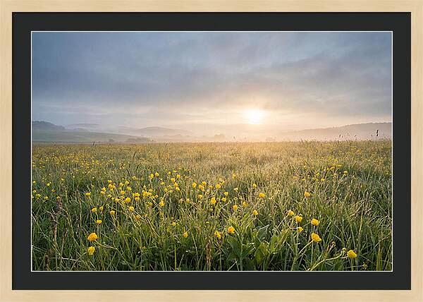 Hay Meadow With Buttercups