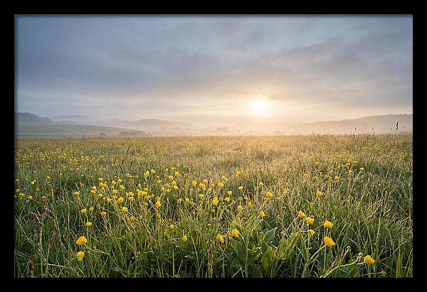 Hay Meadow With Buttercups