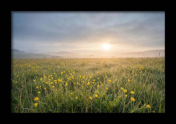 Hay Meadow With Buttercups