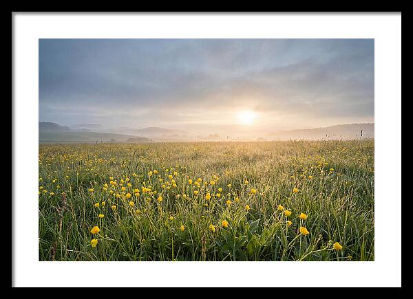 Hay Meadow With Buttercups