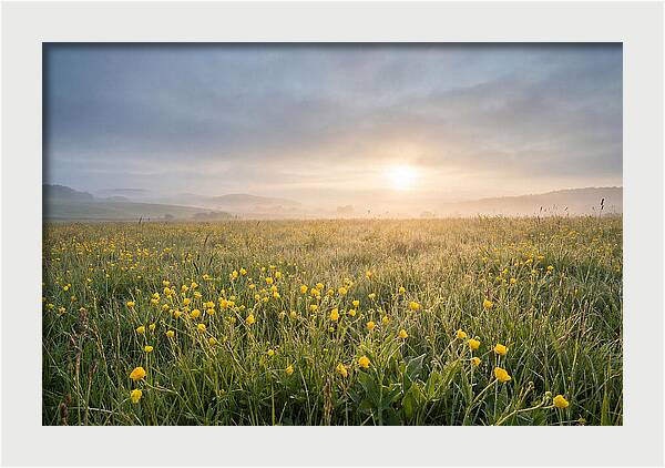 Hay Meadow With Buttercups