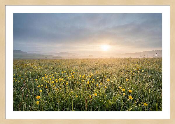 Hay Meadow With Buttercups