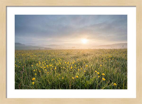Hay Meadow With Buttercups